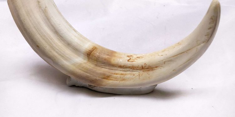Animal hides and tusks smuggling racket busted in Kalahandi