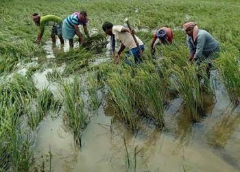 Farmers resent delay in Bulbul loss survey
