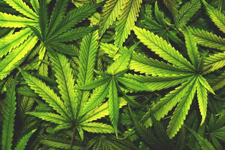 Cannabis plantation worth over Rs 11 crores destroyed in Kandhamal