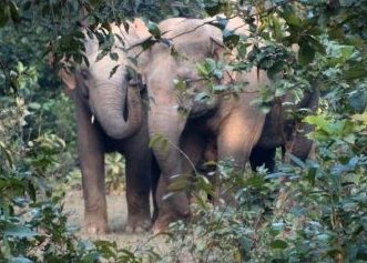 Elderly man trampled to death by elephant