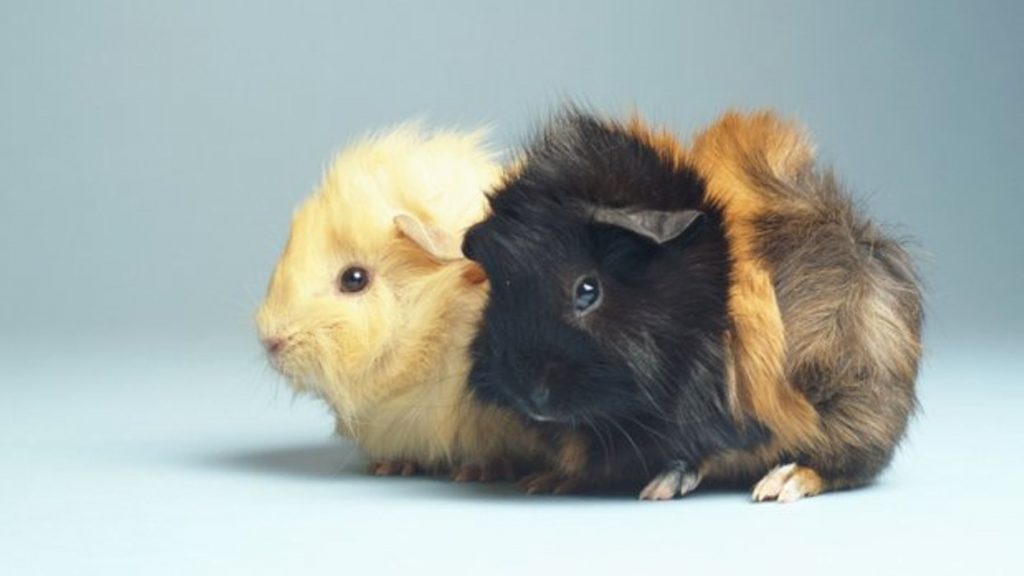 can guinea pigs die of loneliness