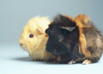 In this country it is illegal to keep a single guinea pig: Know the reasons why