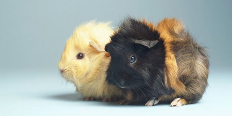 In this country it is illegal to keep a single guinea pig: Know the reasons why