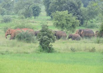 Jumbos damage crops in 200 acres