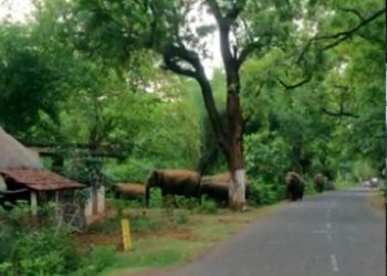 Jumbo herd wreaks havoc in Balasore district 