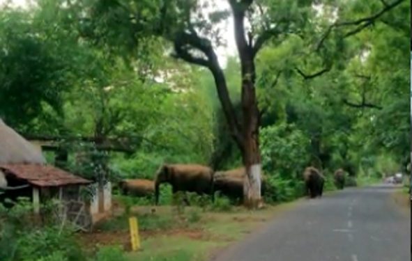 Jumbo herd wreaks havoc in Balasore district 