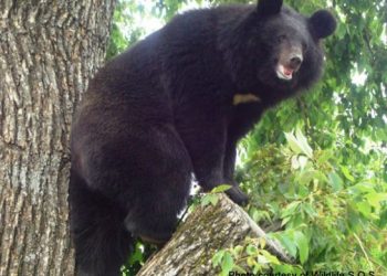 Man critically injured in bear attack