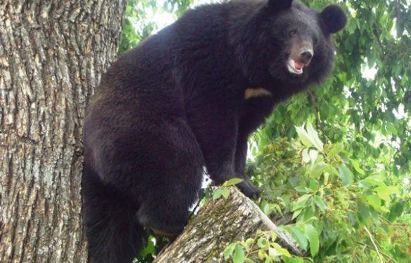 Man critically injured in bear attack