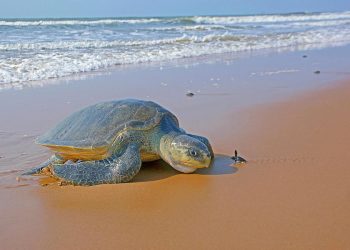 Oilve Ridley turtle