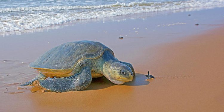 Oilve Ridley turtle