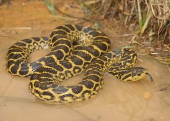 One more anaconda dies at Nandankanan