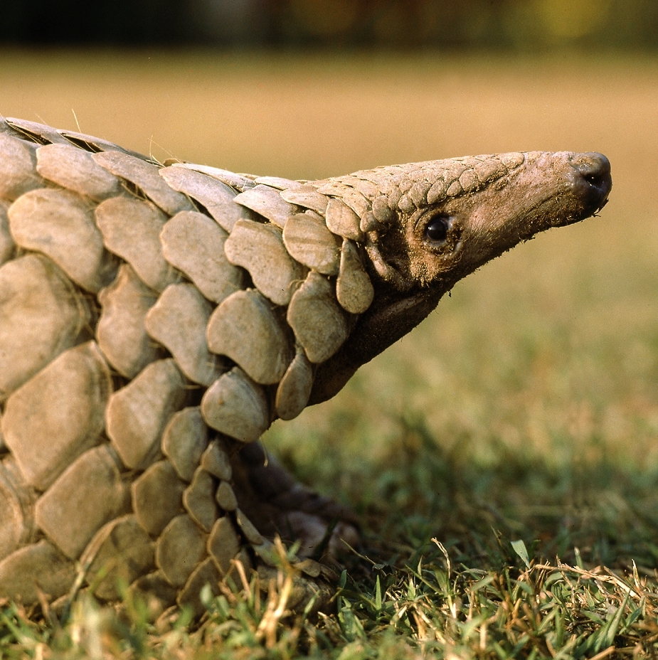 Pangolin rescued, three arrested in Nabarangpur - OrissaPOST
