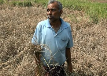 Farmers turn away from paddy farming in Bhadrak district