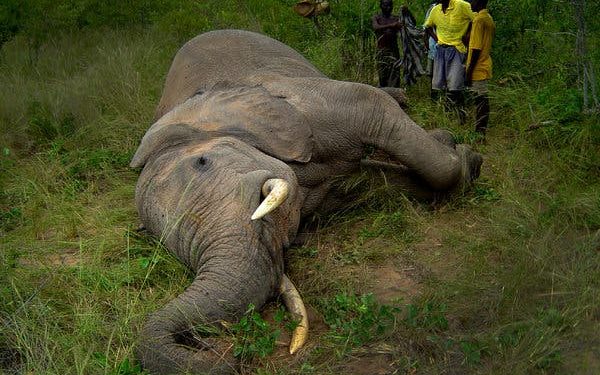 Female tusker found dead