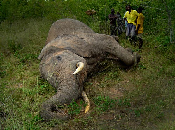 Female tusker found dead