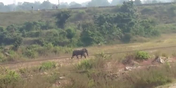 Tusker menace in Jharsuguda