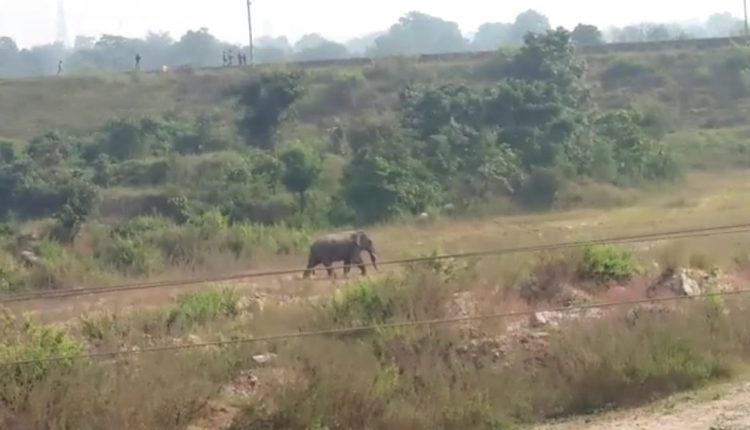 Tusker menace in Jharsuguda