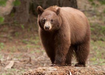 Goatherd critical in bear attack