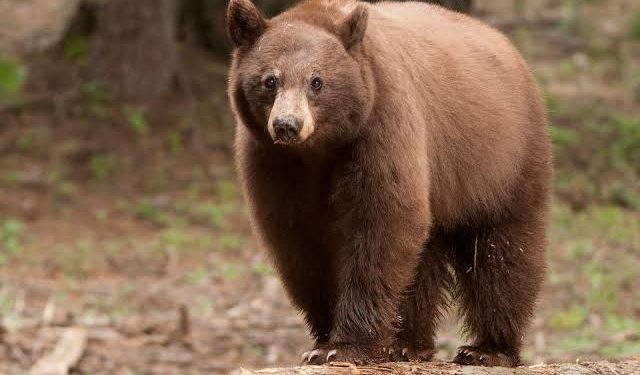 Goatherd critical in bear attack