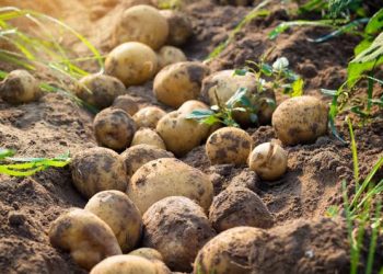 Subsidised seeds to give a fillip to potato farming