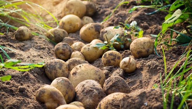 Subsidised seeds to give a fillip to potato farming