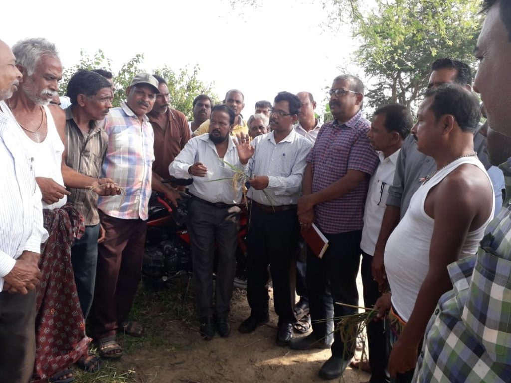 Farmers jittery over neck blast of paddy