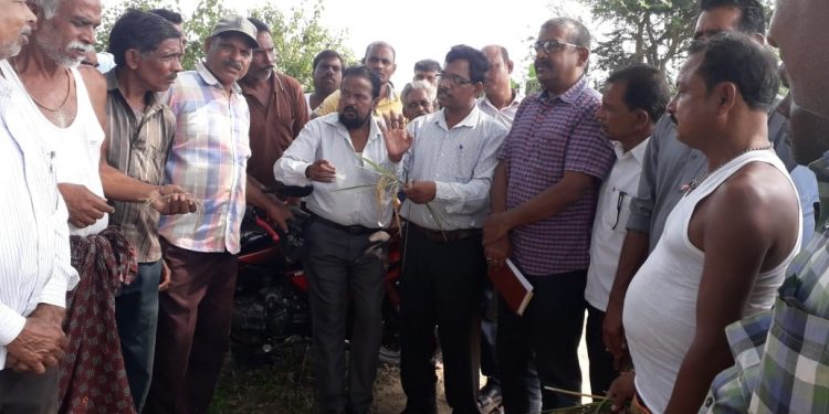 Farmers jittery over neck blast of paddy