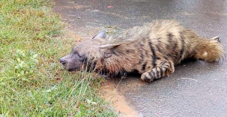 Two injured in suspected hyena attack