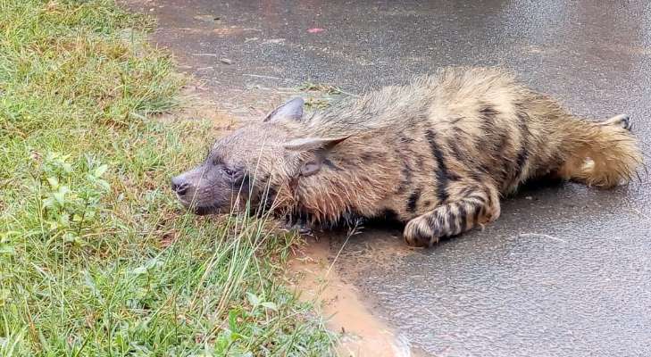 Two injured in suspected hyena attack