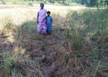 Villagers lose sleep over elephant menace in Mayurbhanj