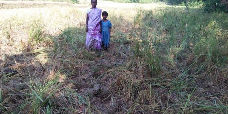 Villagers lose sleep over elephant menace in Mayurbhanj