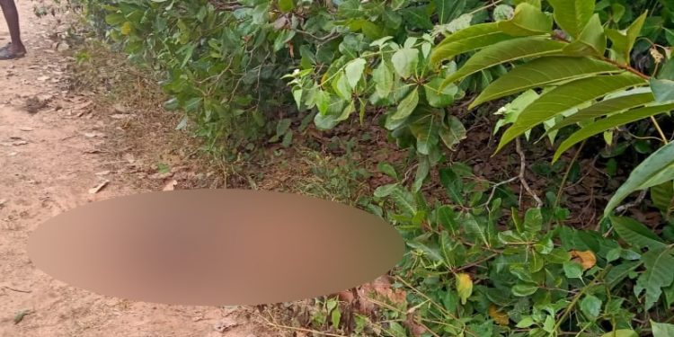 Elderly woman trampled to death by elephant