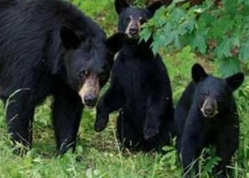 Bear scare in Nuapada