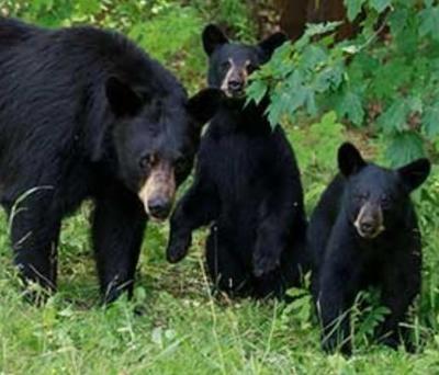 Bear scare in Nuapada