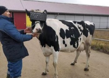 In this country cows are seen wearing VR handsets 