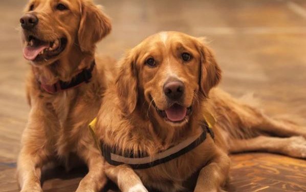 Babysit 2 dogs; earn Rs 30 lakh and a luxurious place to stay in London
