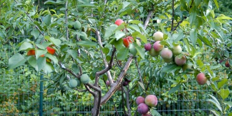 This tree grows 40 different kinds of fruits