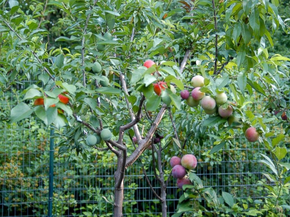 This tree grows 40 different kinds of fruits