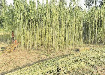 Jute farmers resort to distress sale