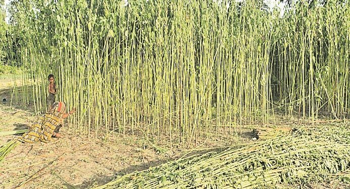 Jute farmers resort to distress sale