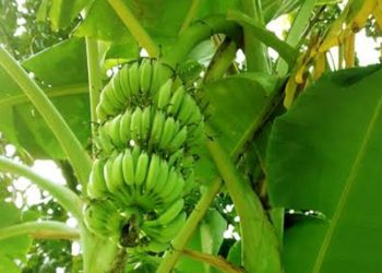 Indian-origin researcher turns banana plant into packaging material