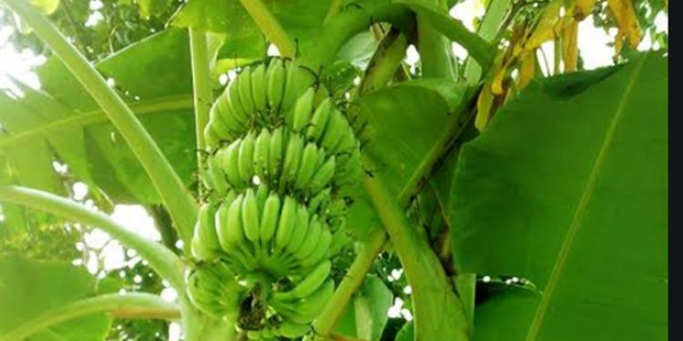 Indian-origin researcher turns banana plant into packaging material