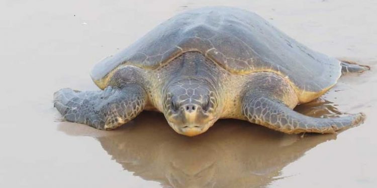 Decrease in mass nesting of Olive Ridley apprehended