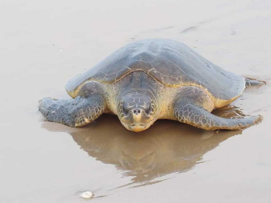 Decrease in mass nesting of Olive Ridley apprehended