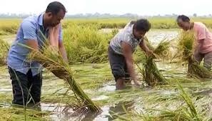 Farmers fret as Bulbul rain may play havoc with paddy