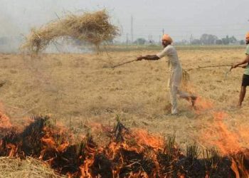stubble burning
