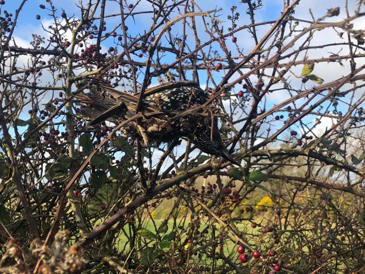 Hundreds of birds found dead on road; pics go viral