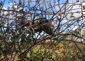 Hundreds of birds found dead on road; pics go viral