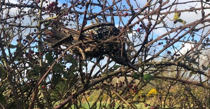 Hundreds of birds found dead on road; pics go viral