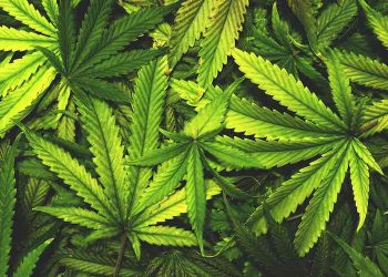 Cannabis plantation destroyed in Kandhamal